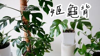 超可愛的姬龜背芋！熱帶雨林風情室內植物🌿養護與繁殖介紹 Rhaphidophora tetrasperma care guide and propagation steps #室內植物