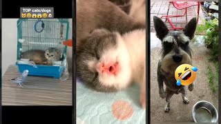 Cute Cats 🐈‍⬛ Cat Fails 🐈‍⬛ #HappyCats Part 4918