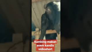 kambing makan Kandis #vidioshort YouTube