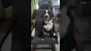 Shadow The Pitbull, Enjoying Rocking Chair, Very Funny