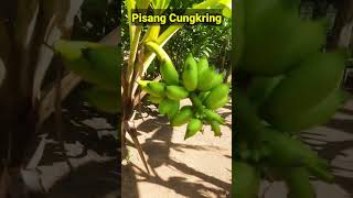 Pisang Cungkring Berbuah