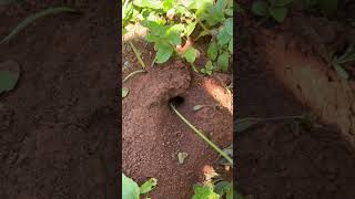 IQ skills catching huge cricket by fire ants #shorts #nature #cricket #insects #ants #animals