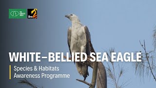 White-Bellied Sea Eagle - Species & Habitats Awareness Programme