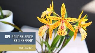 #GVOS2020 // Vaughnara Golden Spice 'Red Pepper'