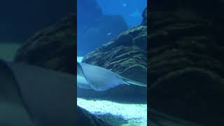 It's called wildlife for a reason | shark vs baby stingray #shark #attack