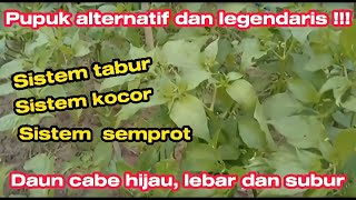 Pupuk Legendaris !! Manfaat Pengocoran Garam Dapur Pada Tanaman Cabe