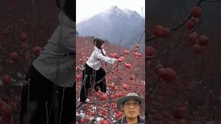 Vườn trái táo có vẻ như không tưởng 😱 #fruit #apple #harvesting #redapple #naturalife #travel