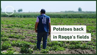 Potatoes in Raqqa: From Field to Fork | Syria Recovery Trust Fund