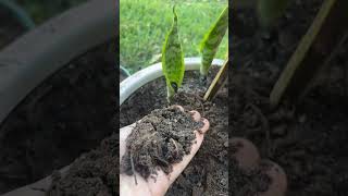 Qué hacer con una hoja de LENGUA DE SUEGRA o Sansevieria en mal estado