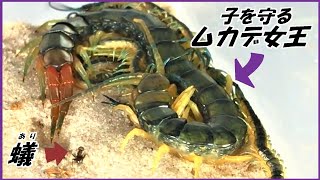 蟻戦争Ⅲ＃218 「子ムカデ」を守る親ムカデに「アリの大群」が近づいたら・・・。  編～Queen Centipede and Ants～