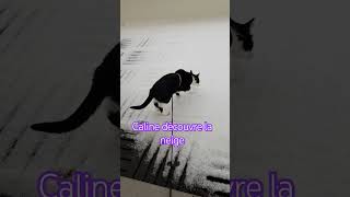 #cat #cats #catlover #catvideos #chat #neige #hiver2023 #snow #shortsvideo #shorts #short