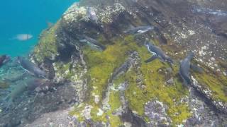 Ecoventura, Galápagos: Swimming with penguins