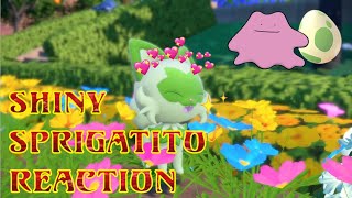 Starters DONE! Shiny Sprigatito Hatched Live at 107 Masuda Eggs! | Pokémon Scarlet Shiny Reaction #5