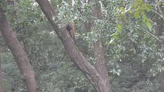 Tiger climbs a tree to attack a leopard at Corbett-Nov 2023