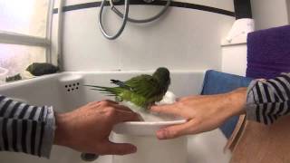 Little Parrot Shower