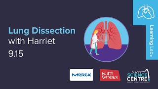 Lung Disection