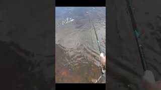 Hot MUSKY follow while wading