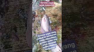 Pemasaran Gurame - Cara Budidaya Ikan Gurame #ikan #budidaya #gurame