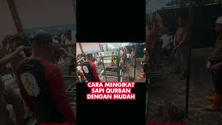 Cara Mengikat Sapi Qurban Dengan Mudah #shorts