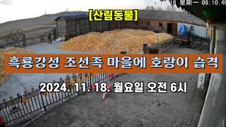 [산림동물] 중국 흑룡강성 조선족 마을에 나타난 호랑이 주민 습격 🐅 2024. 11. 18. 월요일 오전 6시