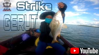 Mancing Dasaran Pesta Strike Ikan Gerut