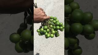 In Jamaica Spanish lime fruit (Jamaican Guinep)🇯🇲#youtube #fruit #viral