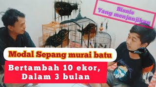 hobi murai batu, yang menjanjikan. dari 1 pasang jadi 10 ekor, dalam waktu 3 bln. #muraibatu