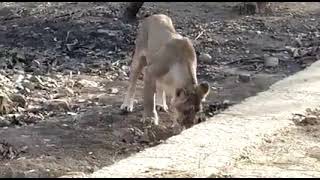 Asiatic Lioness with Cub | Gir National Park | Sasangir | SAVE ASIATIC LION | GIR