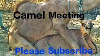 Camel Meeting||