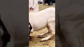 Horse dance #horsedance #horses #ytshorts #viralvideo