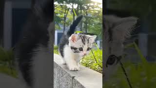 beautiful painted cat #cat #cats #kitten #pets #animals #youtubeshort #youtubeshort #shorts