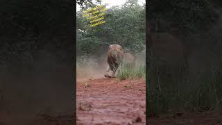 The unbeatable Lion king in thier running style movement #reels #shorts #usa #lion #animal