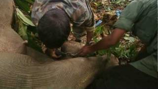 Elephants darted for relocation