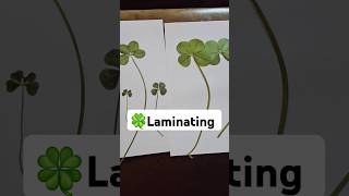 4 leaf clover laminating. Note: kitty in background. #4leafclover #lucky #goodluck #cat #cats