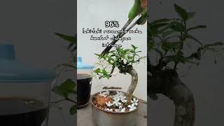 Anting Putri #bonsai