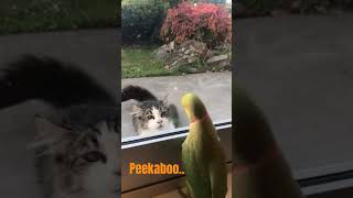 Parrot plays peekaboo with stranger cat