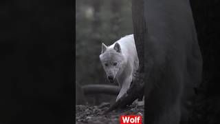 The White Wolf #shorts #viral #trending