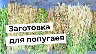 Июньская заготовка колосков для попугаев на зиму.