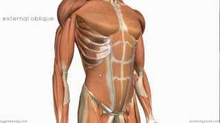 Layers of the Abdominal Wall