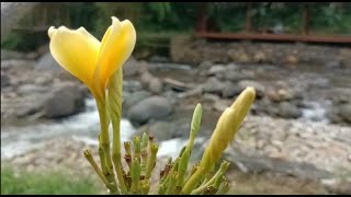 SEPERTI INI SUASANA KOPI TEPIAN SENTUL BOGOR