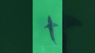 GREAT WHITE SHARK DRONE FOOTAGE