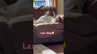 Lazydog😁 #short #shorts #shortsfeed #shortvideo #dog #doglover #dogs #yellowlab #lazydog #fyp