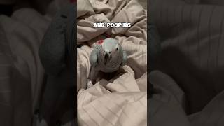 My parrot poops in my bed😓 #africangrey #funnyanimals #birdslover