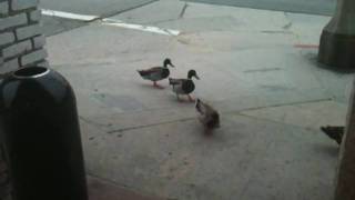 Ducks of Venice