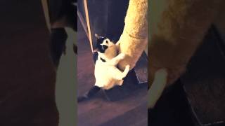 meows and goes to scratch post #cat #cute #pets #animals