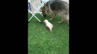 Spoodle Puppy attacks big German Shepherd and Cat!!!!