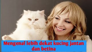 Mengenal lebih dekat kucing jantan dan betina