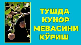 Туш табири - Тушда Кунор мевасини куриш