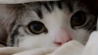 CATS will make you LAUGH YOUR HEAD OFF Funny CAT compilation Funny Videos