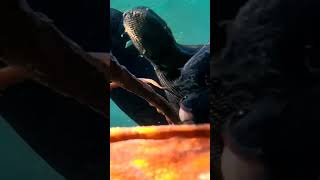 winter spearfishing _huge octopus 🐙🐙